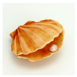 Muschelschale / clam shell...