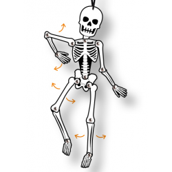 articulated skeleton