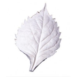 large leaf veiner hydrangea...