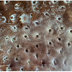 Tessitura pelle di struzzo - impression mat - 19.70 x 10.15 cm - Marvelous Molds